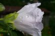 white flower