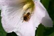 bee on the flower