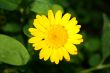 yellow flower