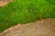 Mossy wood