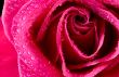 Wet rose 2