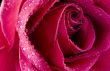 Wet Rose