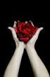 Offering the Rose
