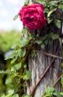 Rose on stump