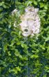Garden wall fountain