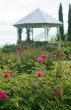Rose garden gazebo