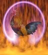  The cock