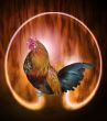 The cock