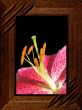 Flower of a lily