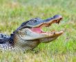 American Aligator
