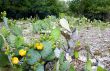 Flowering Cactus