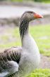Orange Billed Goose.