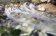 Babbling Brook.