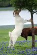 goat eating