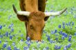 Grazing Amongst the Bluebonnets