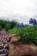 Bug`s View