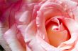 Pink rose