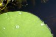 Lily pad