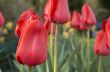 Red tulips