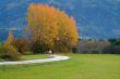 tree in autumn