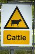 Cattle sign