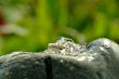 fountain