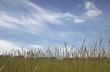 Grass and sky