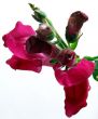 Snapdragon Antirrhinum Majus