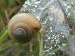 Garden Snail Helix aspersa