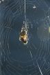 Backlit spider in garden web