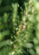 Spider hanging in its web