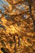 Western larch autumn needles