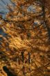 Western larch autumn needles