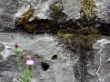 natural grunge 2