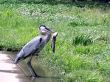 great blue heron with catfish