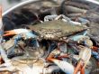 crab - blue crabs in pot 2