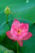 Lotus flower and bud