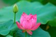Lotus flower and bud