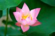 Blooming of lotus flower