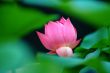 Lotus flower