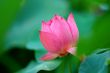 Lotus flower