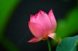 Lotus flower
