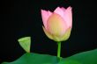 Lotus flower and bud