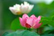 Lotus flowers