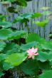 Lotus pond