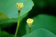 Seed head of lotus flower