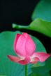 Lotus flower over black