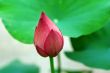 Lotus bud