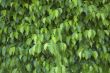 Wall of Green Leaves