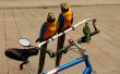 Parrots on a Bike